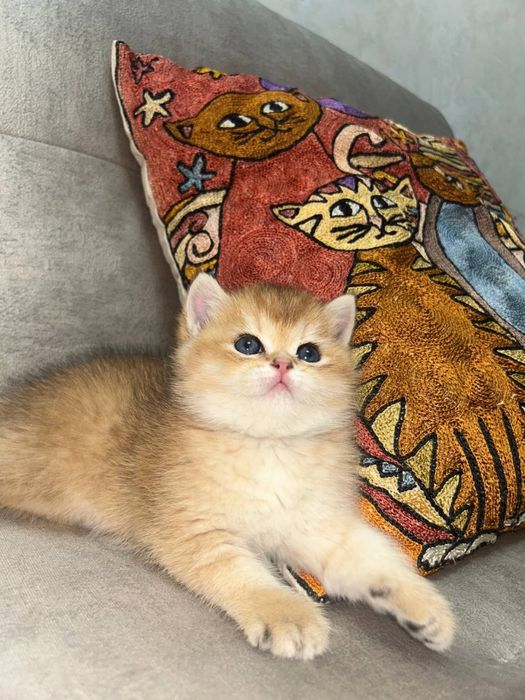 Золотая шиншилла! Чистокровные Британцы