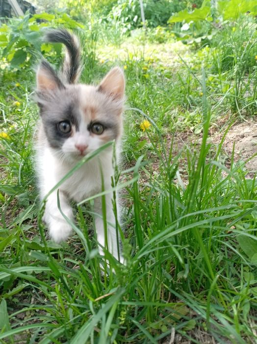 Подарю доброму человеку котёнка