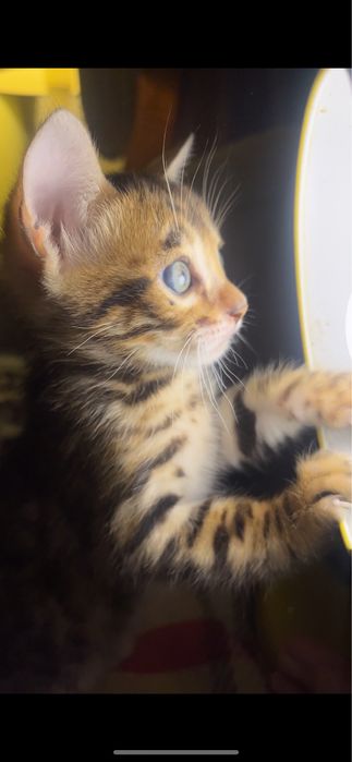 Бенгальский котик