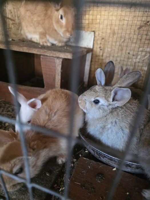 Продам крольчат  крупной породы