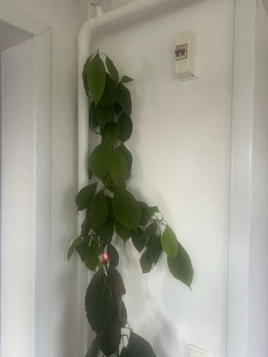 Продам авокадо высота 1,70