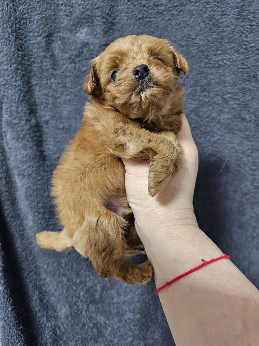 Супер щеночки мальтипу F1