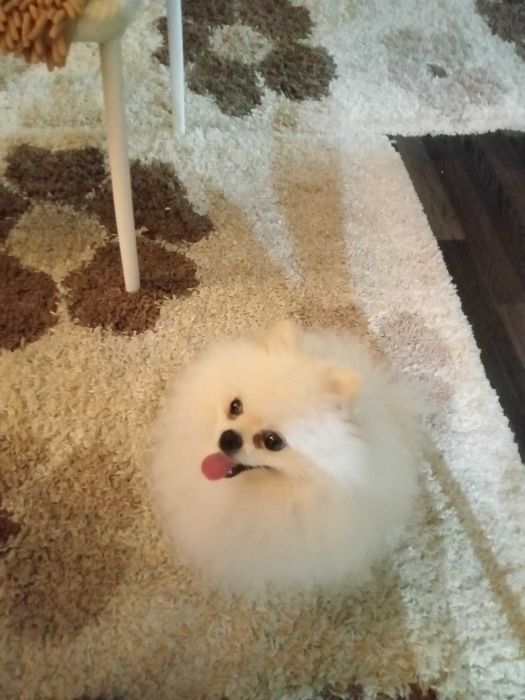 Мальчик шпиц для вязки