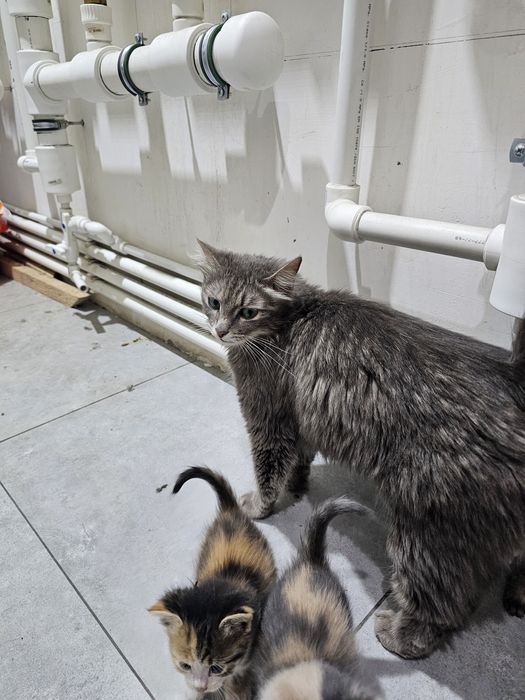 mushuklar 7 dona bolasi tekinga