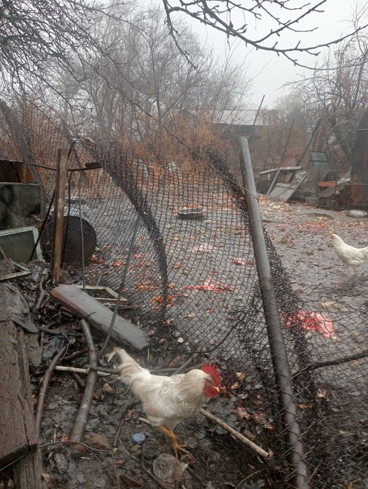 Петушки молодые несушки белой