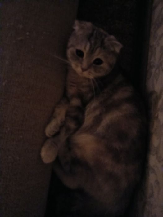 Вязка  кошки бесплатно