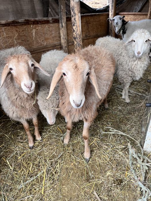 продам баранов и козу