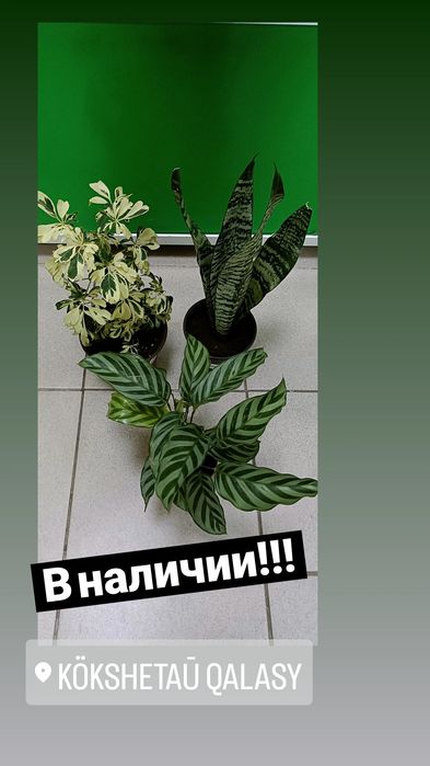 Комнатные цветы в горшках