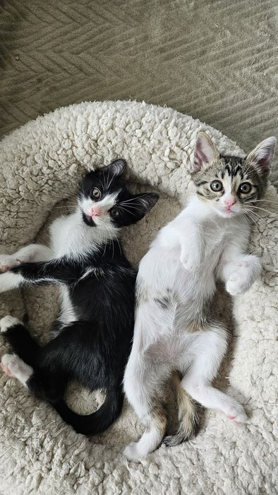 Pui pisica adoptie