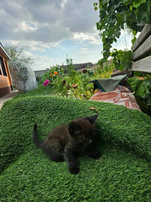 Отдам котят в хорошие руки