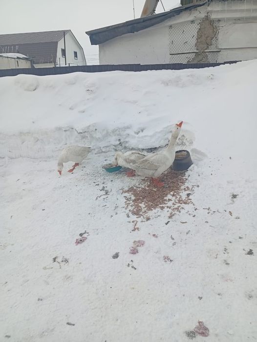 Продам холмогорских гусей