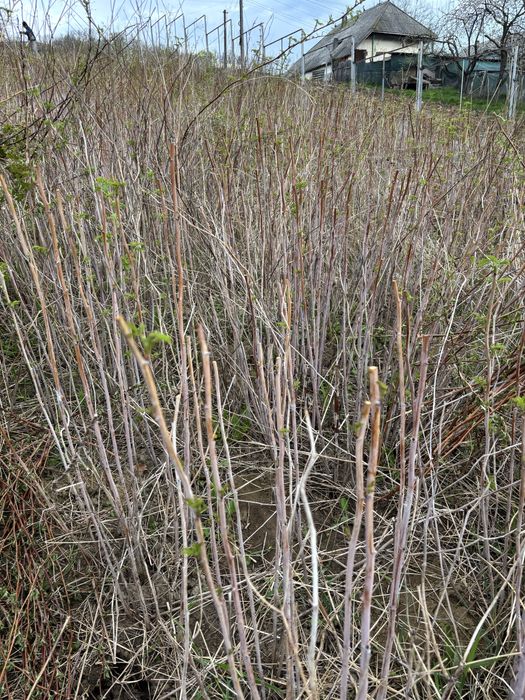 Butasi  zmeura rubin