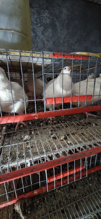 Prepelite ouătoare și ouă