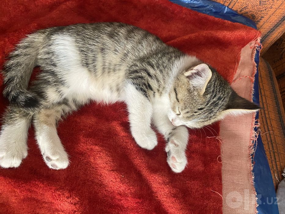 Отдам котят в хорошие руки