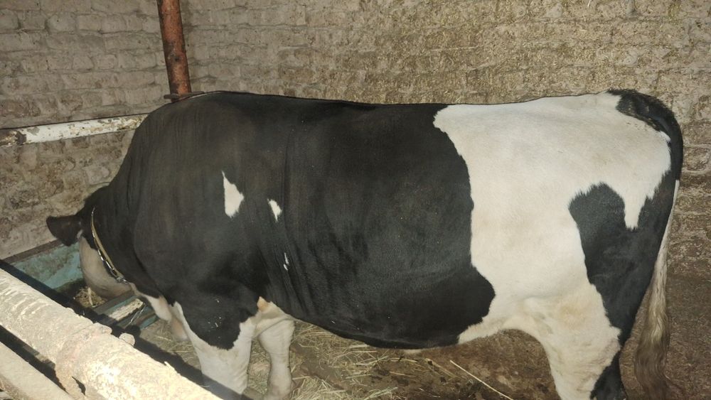 Ogiz satiladi. Baxasi 55mln