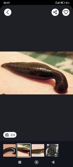 зулук бор Optom narxda