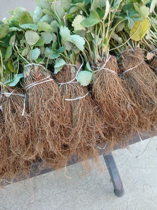 Целогодишен разсад малини И ягоди