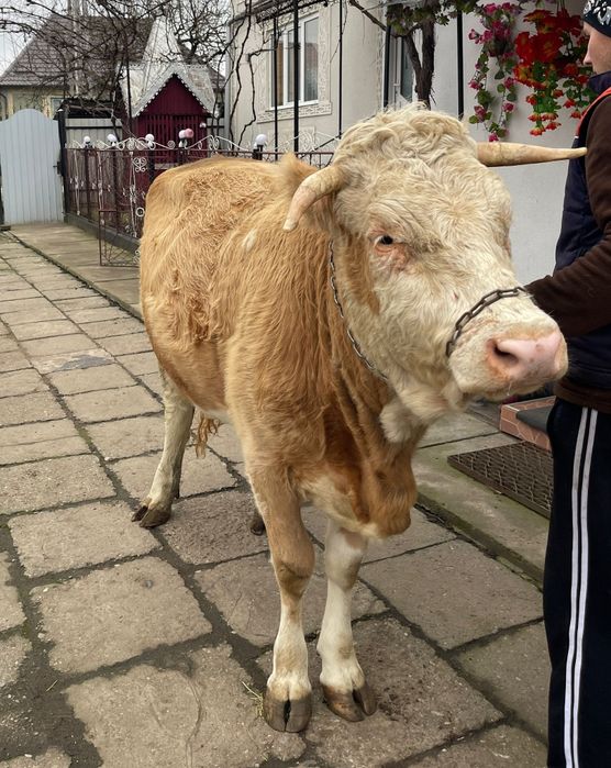 Junincă - la prima fătare