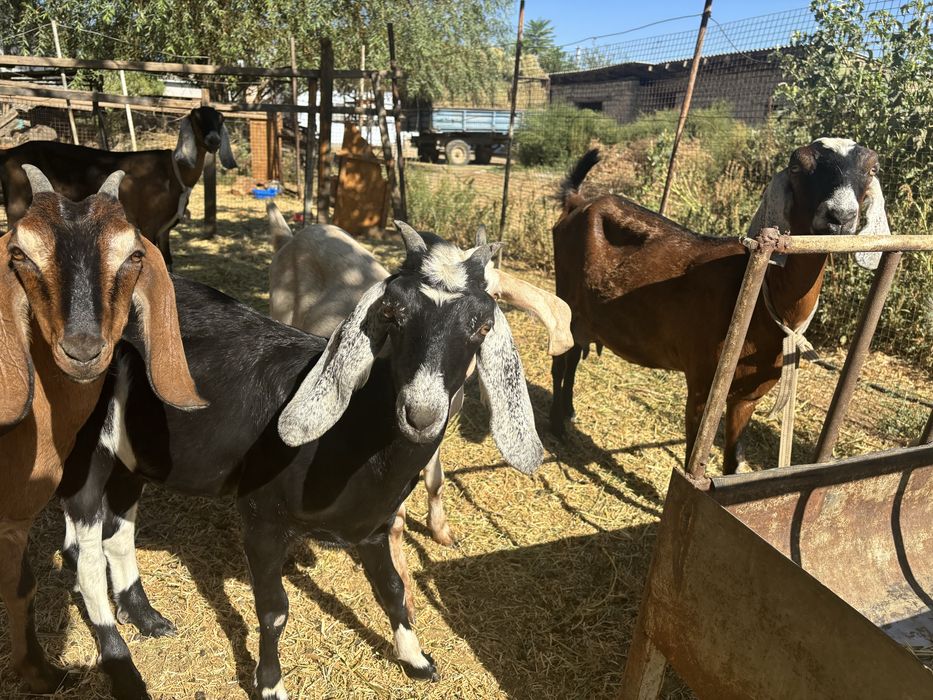 2 теке мен ешкілер сатылады