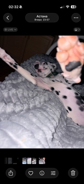 далматин 4 месяца вакцинирован с документами