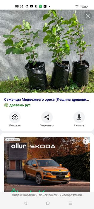 Сосна , ёлка , голубая ель , дуб , липа