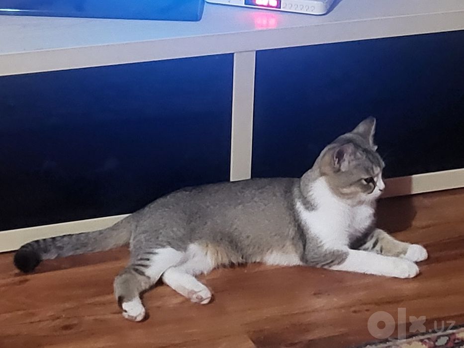 Кошка котёнок в ДОБРЫЕ РУКИ