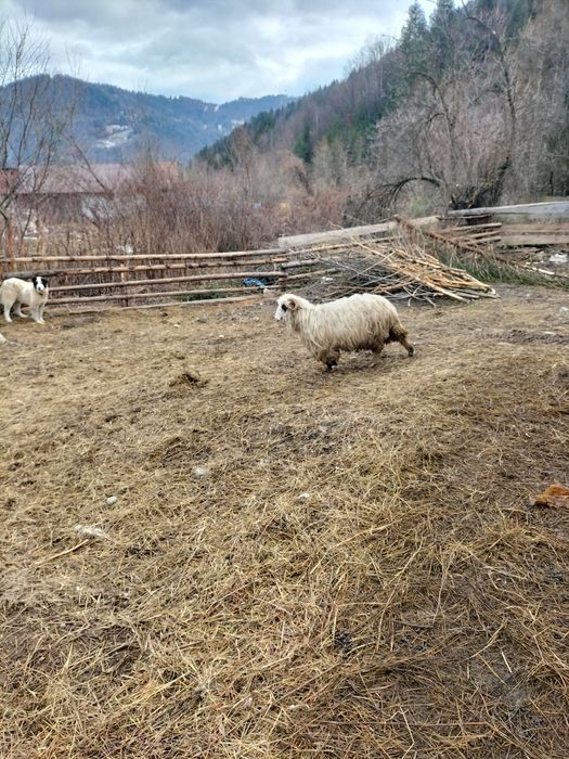 De vânzare oi cu mieii