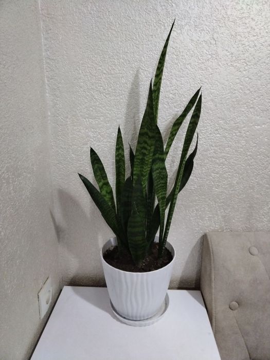 Цветок сансиверия