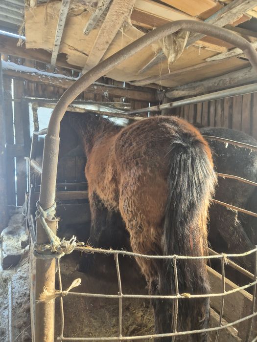 Продам на выбор 2 лошади