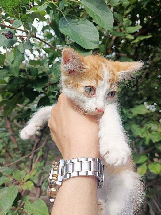 Отдам котят 3 месяца