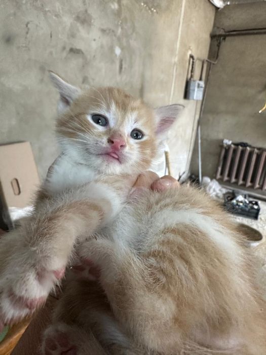 Отдам котят в добрые руки!