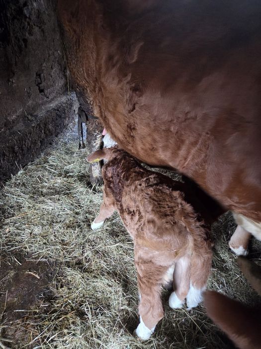 Vând vitea rasa baltată