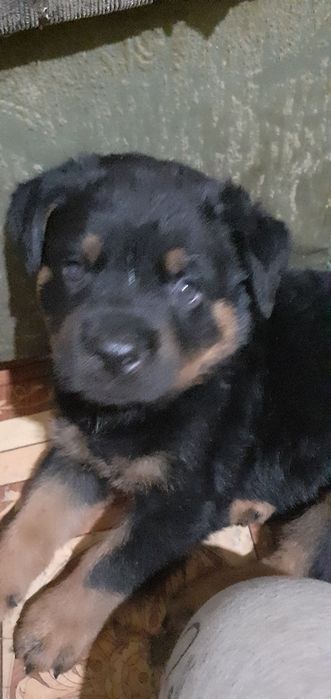 Продажа ротвейлеров