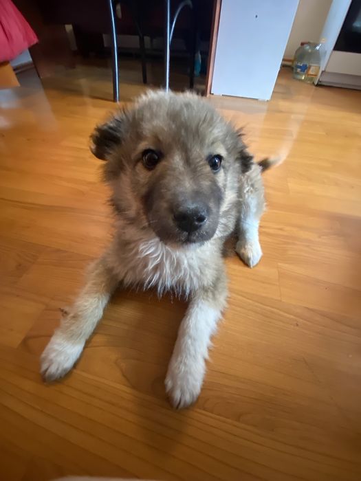 Оттадим в доьрые руки !