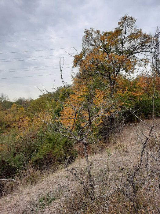 Земеделски имот в град  Плевен