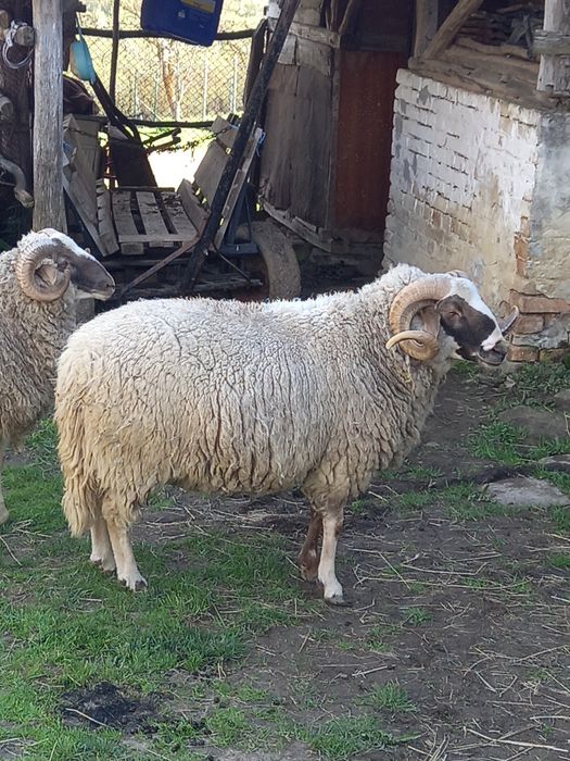 Кочове.                  .