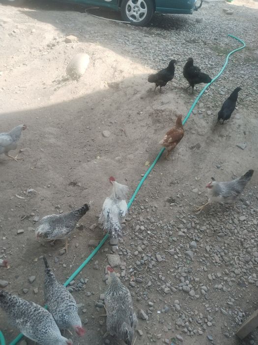 Куры и петухи ааа