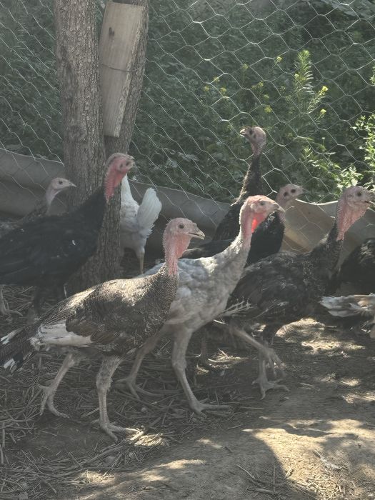 Индук балапандар сатлады