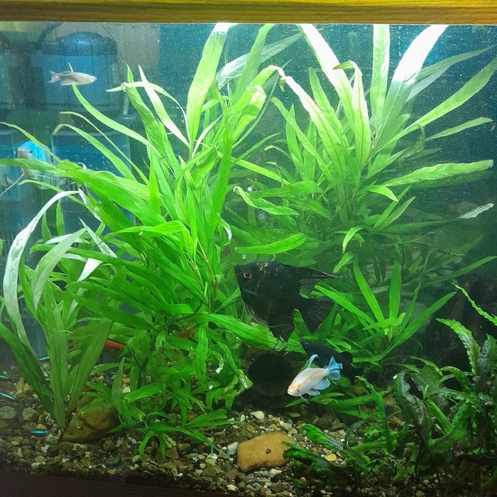 Аквариум, рыбки,растения.