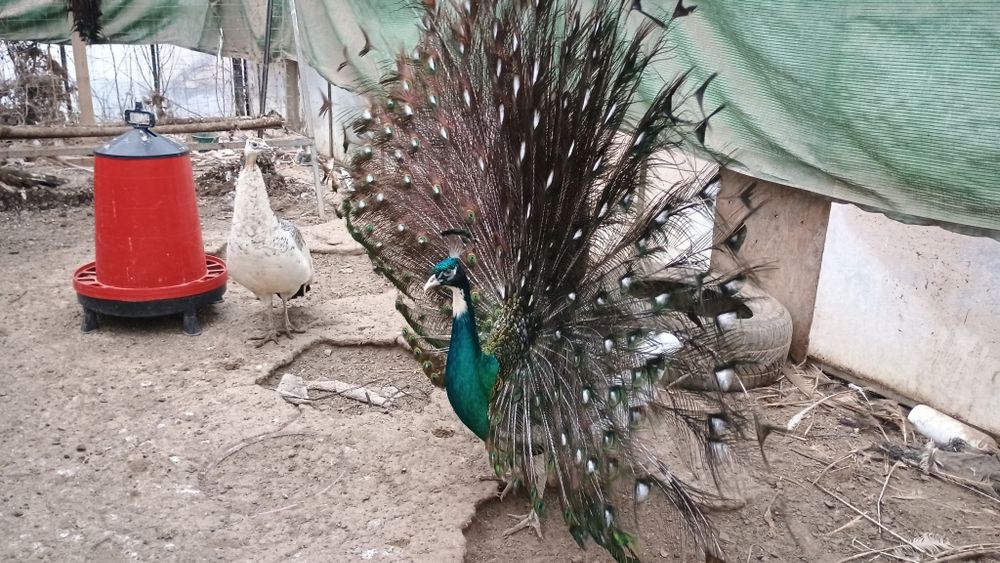 Păuni tineri diferite culori