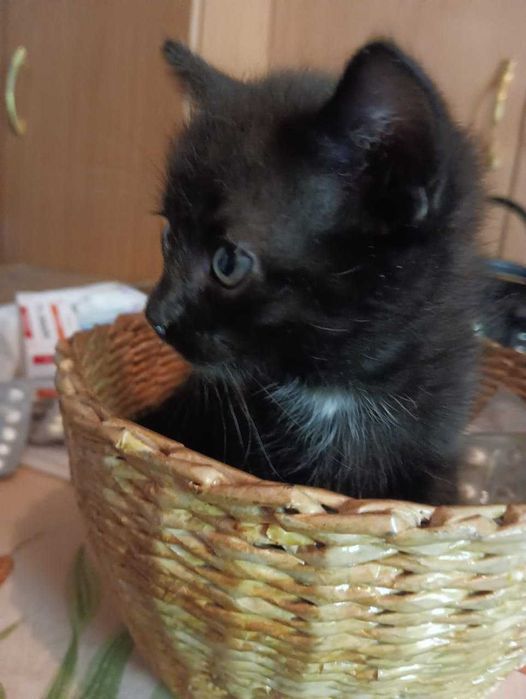 Котенок в добрые руки