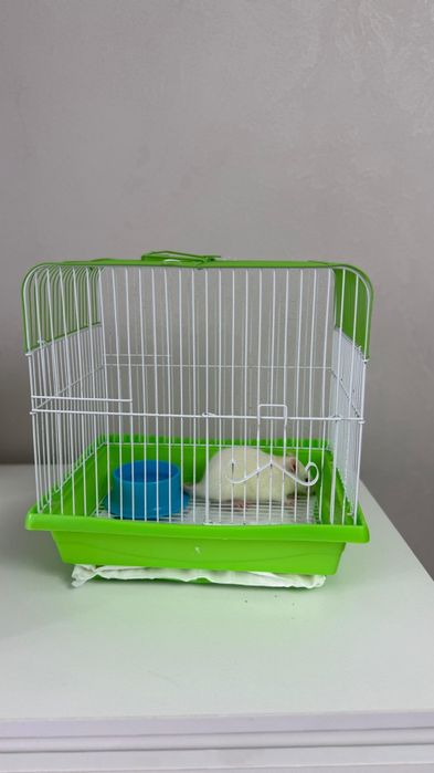 крыса в добрые руки