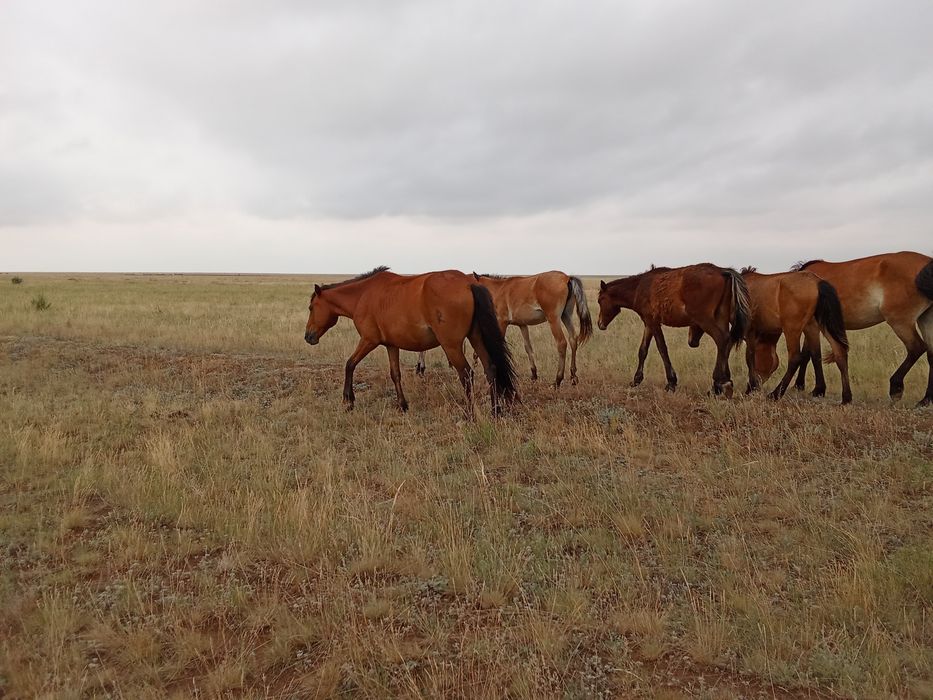 Согым ет жылкы  казы жая