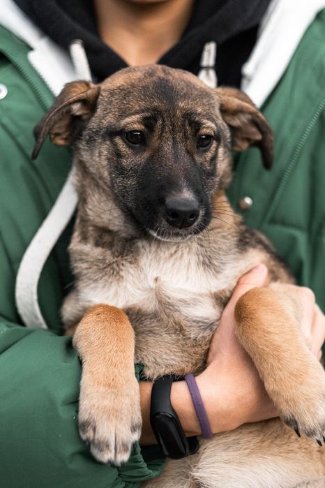 Щенки в добрые руки