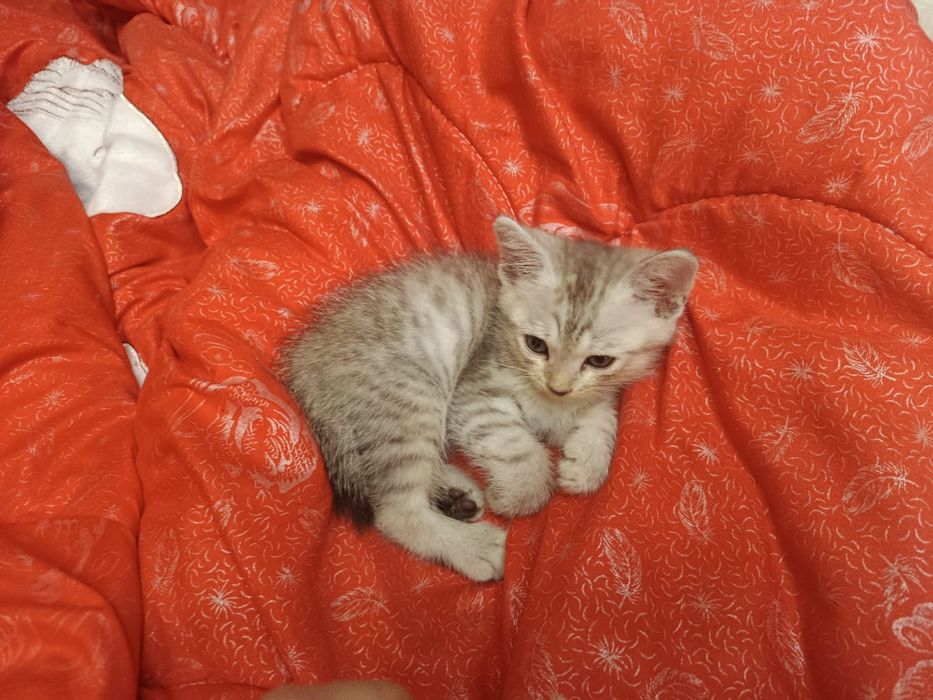 Котенок мальчик американский бобтейл