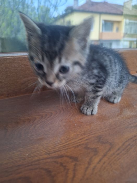 Малки Котенца безплатни