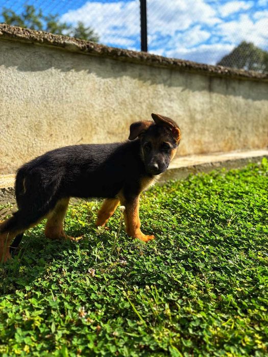 Мъжка немска овчарка