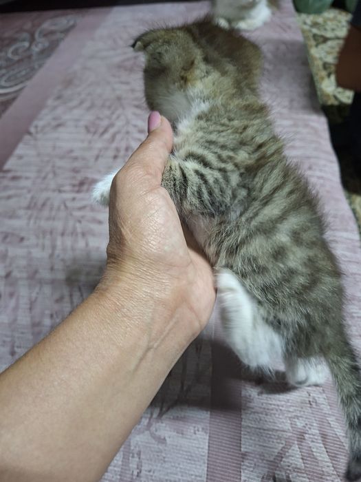 Продам кошка два девочки