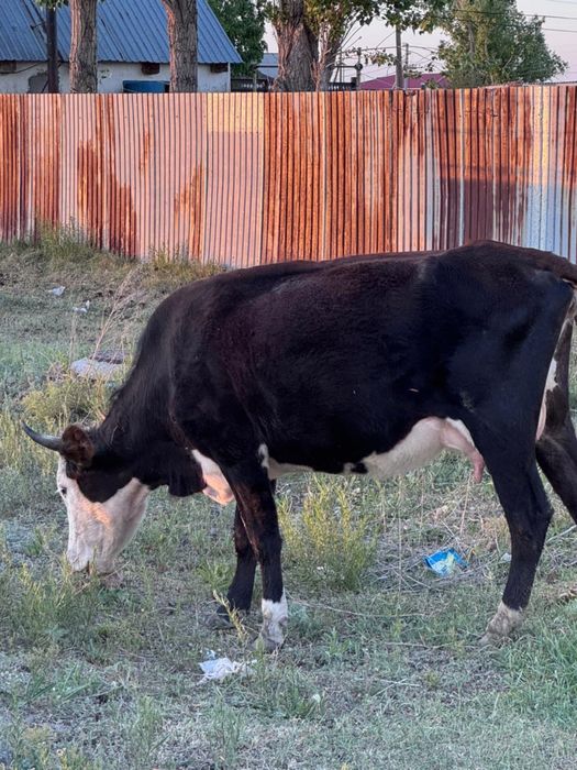 Продам корову Сиыр сатылады