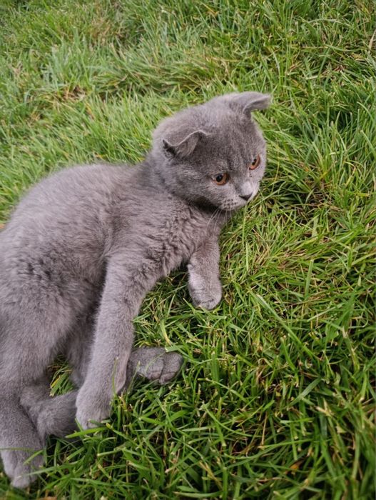 Кот вислоухий британский фолд